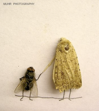Illustration for article titled The Dead Fly Artwork Of Magnus Muhr